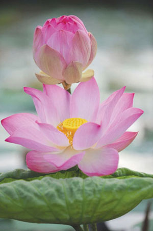 Le photographe Tran Bich et les lotus